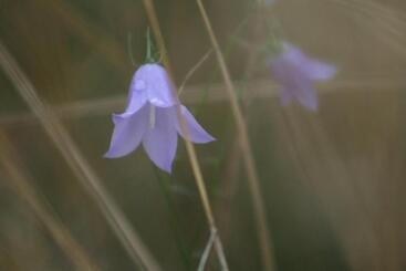 בית מלון כפרי Borängs Gård