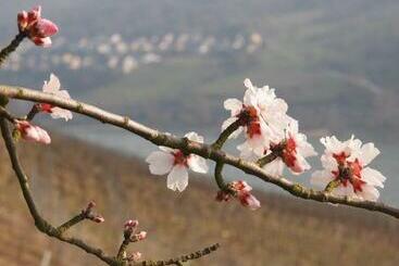 Отель Gastehaus Weingut Rossler