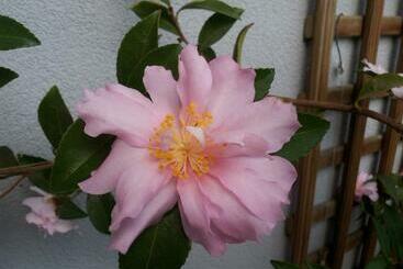 پانسیون La Vie Au Roze