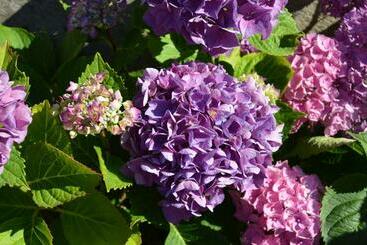 민박 La Vieille Distillerie