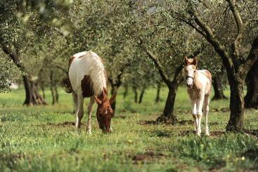 酒店 Agriturismo Frantoio Mafrica