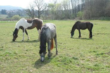 Пансион Gadányi Vendégház és Lovarda