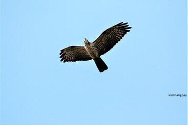 리조트 Kum Nangpaya