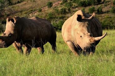 호텔 Botlierskop Private Game Reserve
