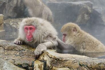 酒店 Shirakabaso Shigakogen