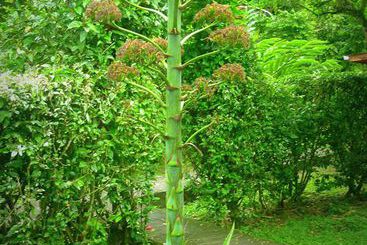 アパートメント Cabinas Caribe Luna