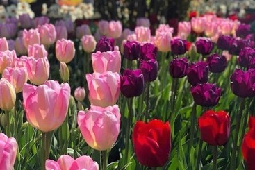 מוטל Auld Holland Inn