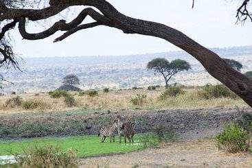ホテル Serengeti Migration Camp