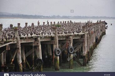 هتل The Mews Oamaru