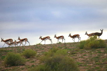 هتل Madi Madi Karoo Safari Lodge