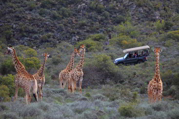 هتل Madi Madi Karoo Safari Lodge