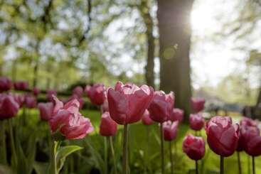 City Hotel Nieuw Minerva Leiden