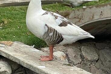 فندق La Finka Cajamarca