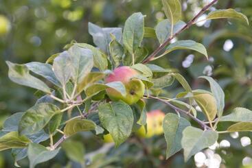 펜션 Vila Toate Panzele Sus