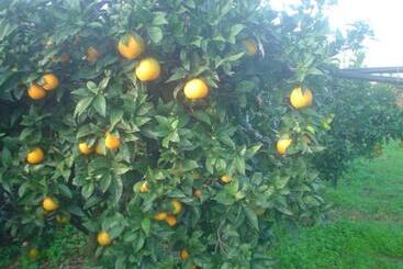 ベッドアンドブレックファースト Il Vigneto