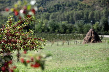 تختخواب و صبحانه Locanda Dei Cinque Cerri