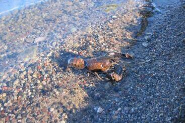 Отель Koura Lodge