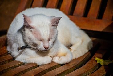 酒店 Chalé Ouro Verde