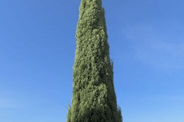 فندق Don Alfonso