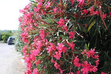 B&b Sogni D Oro Milena