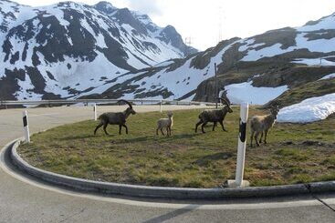 בית מלון כפרי Restaurant Walliser Sonne