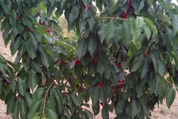 酒店 Agriturismo Al Poggetto