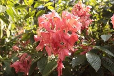 فندق Presa Di Goa