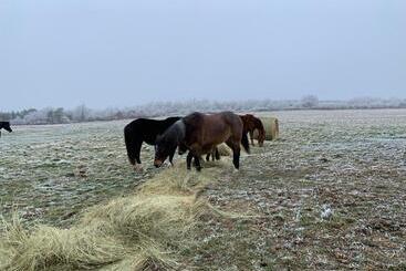 ベッドアンドブレックファースト Chambres D Hôte à La Ferme Des Buttons, Chambre Iris