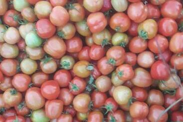 پانسیون Filomena Lodge