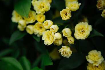 בית מלון כפרי Federation Gardens & Possums Hideaway