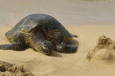 هتل آپارتمان Napili Shores Condo   Play, Heal, And Work In Paradise