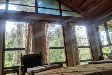 Hotel Jungle Jive Tree House