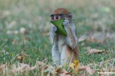 בית מלון כפרי Chambres D Hôtes Manoir De Beaumarchais