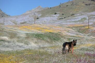 모텔 Piazza S Pine Cone Inn