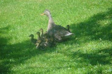 Kır Evi Bauernhof Bruderhof