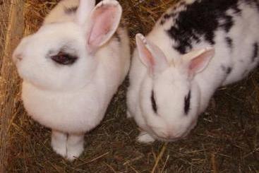 بيت ريفى Bauernhof Oerglgut