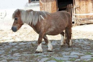 Отель Scharrerhof