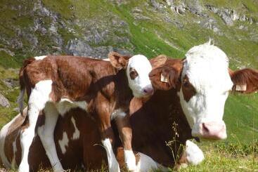 کلبه Biohof Maurachgut