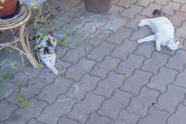 بيت ريفى Jörghof