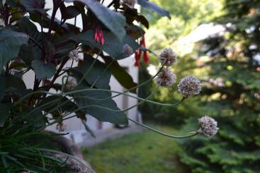 펜션 Gästehaus Pfisterer