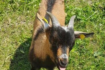 ホテル Lugsteinhof