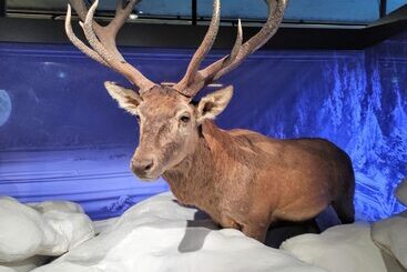 Wellness Hotel Garni Krone