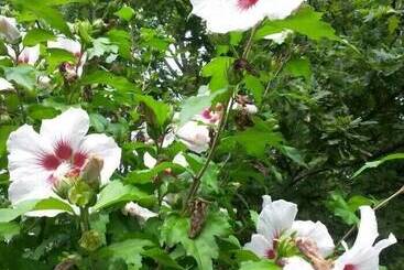 هتل Haus Nussbaum