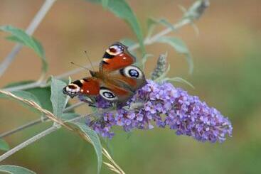 ペンション Gästehaus Kleine Kalmit