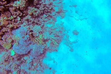 호텔 El Primo Dahab