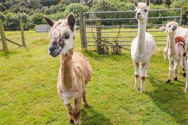 קוטג'' The Lodge