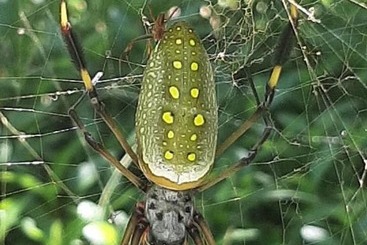 ホテル Garden Of Heliconias Lodge