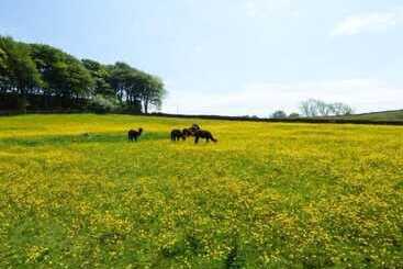 بيت ريفى The Old Corn Store