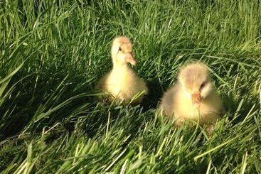 ベッドアンドブレックファースト Yew Tree Farm