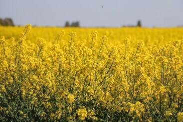 2 Pines Farm Cottages